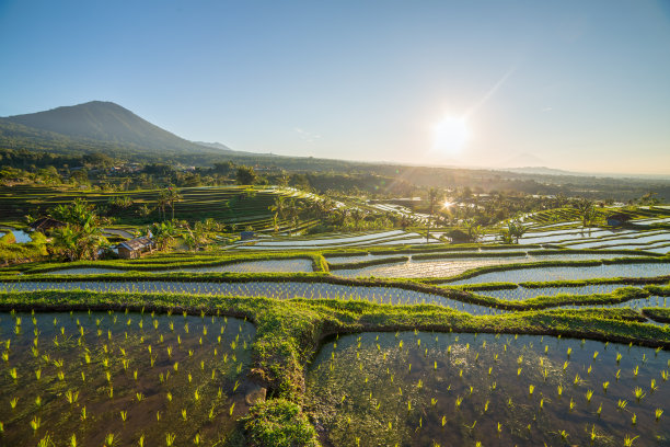 水稻田