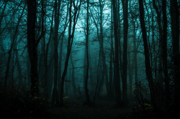 夜色下的森林