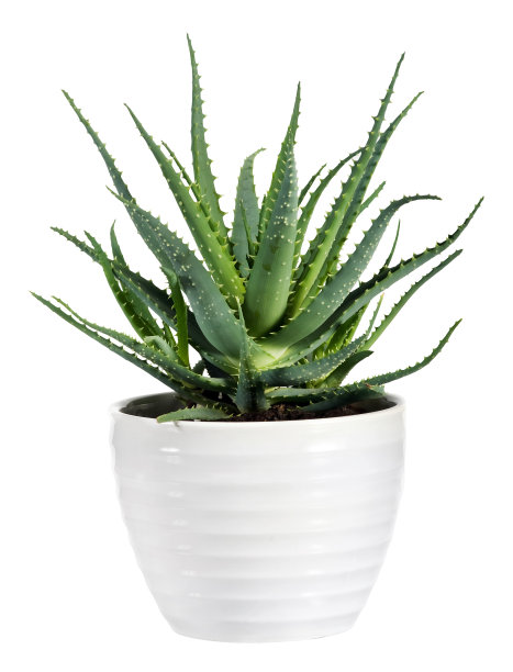 aloe