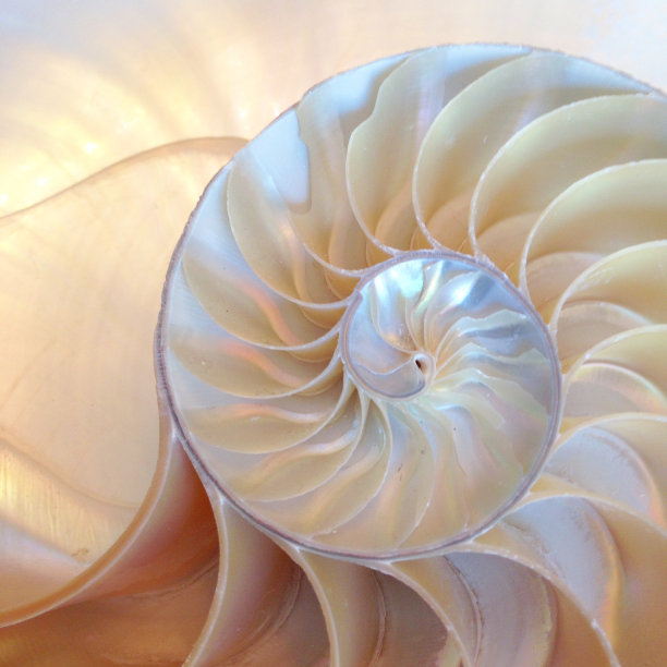shells