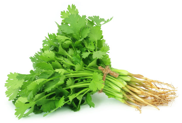 cilantro