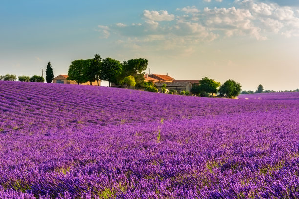 provence