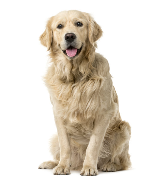 doggy