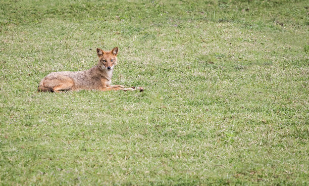 jackal