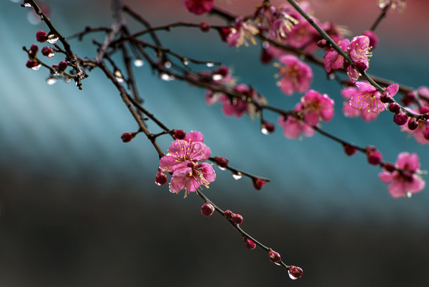 梅