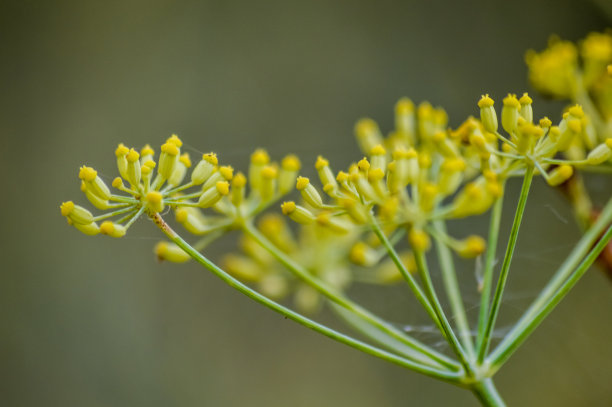 fennel