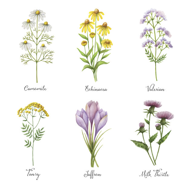 camomiles
