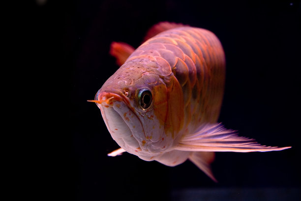 arowana