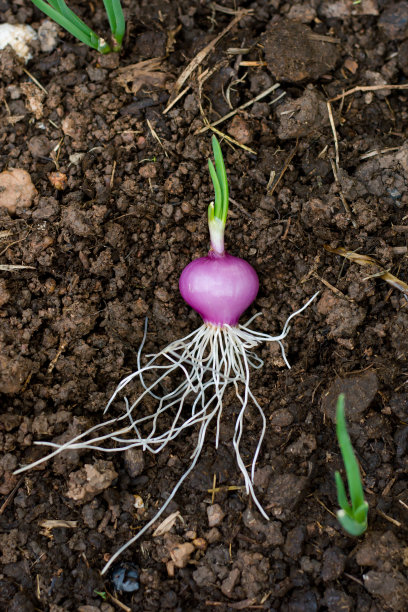 onions