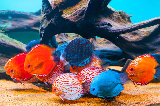 aquarium