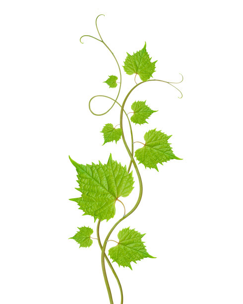 vitis