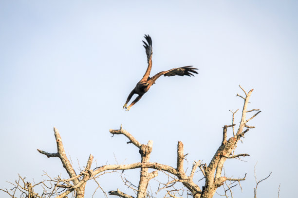 buteo