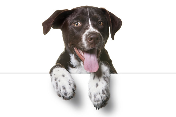 doggy