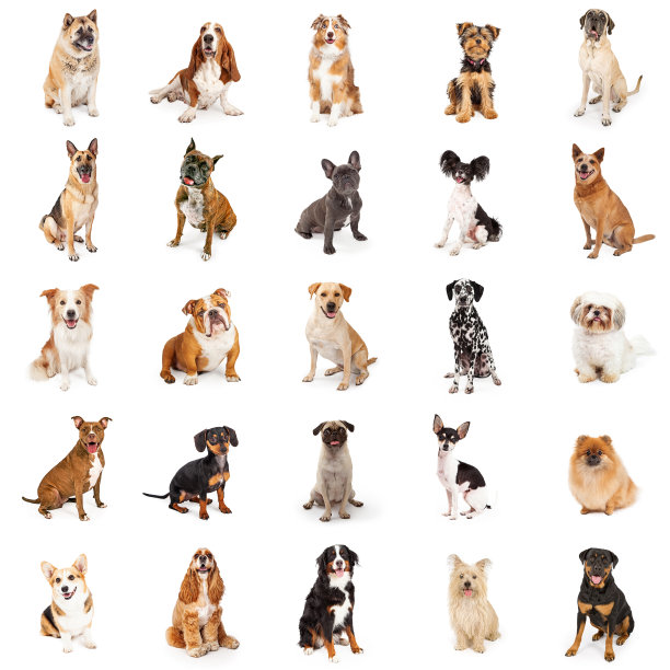 pedigree