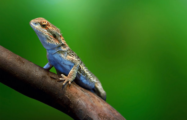 chamaeleon