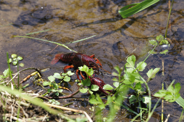 crayfish