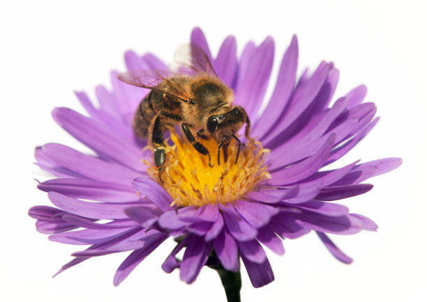 pollination