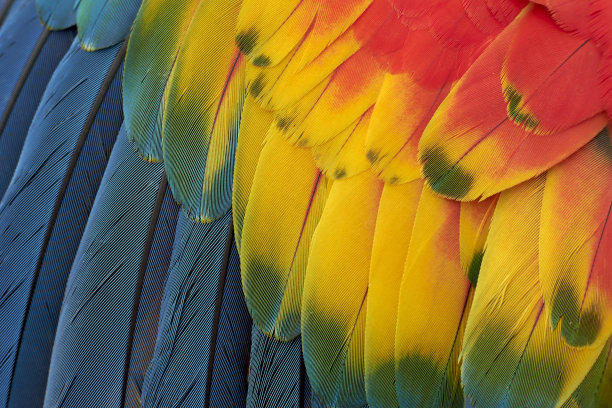 feathers