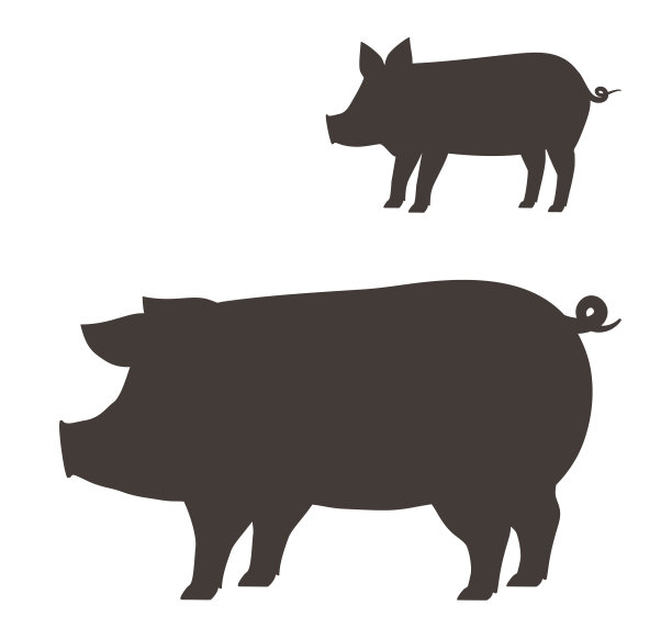 pig