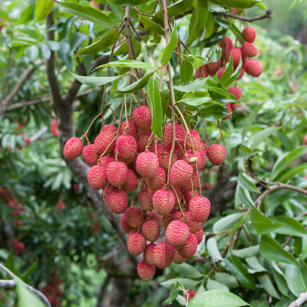 litchi
