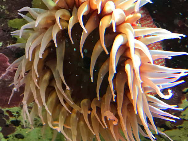 anemonefish