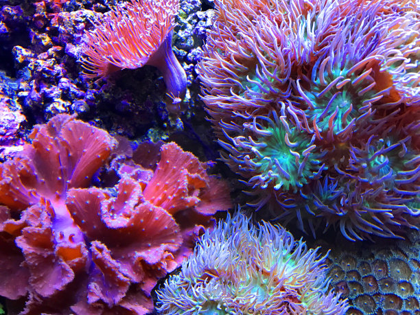 anemonefish