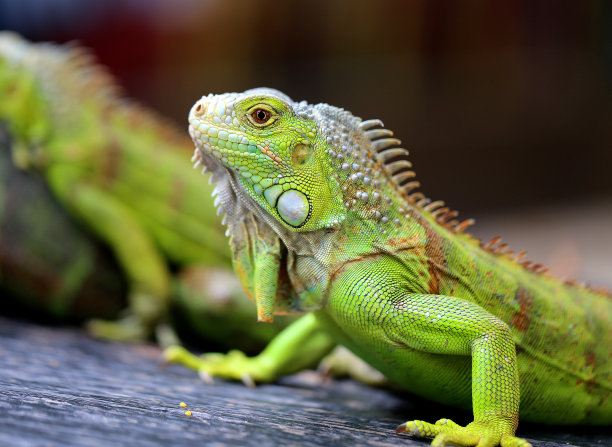lizard
