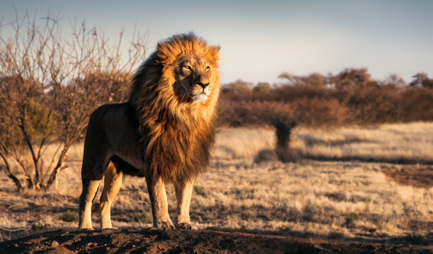wildlife