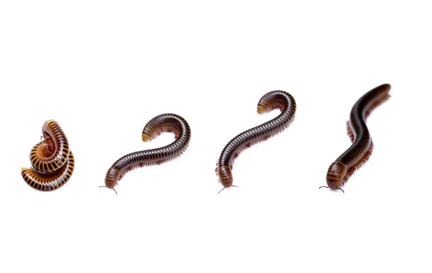 millipede