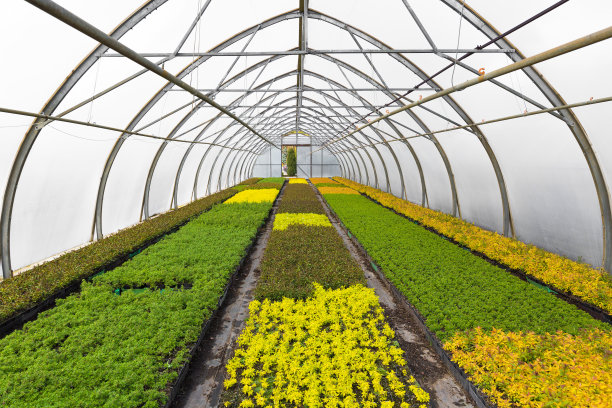 greenhouse