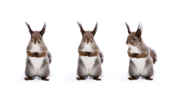 squirrel