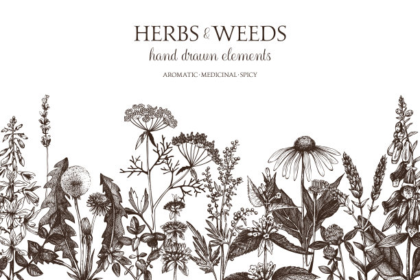 herbs