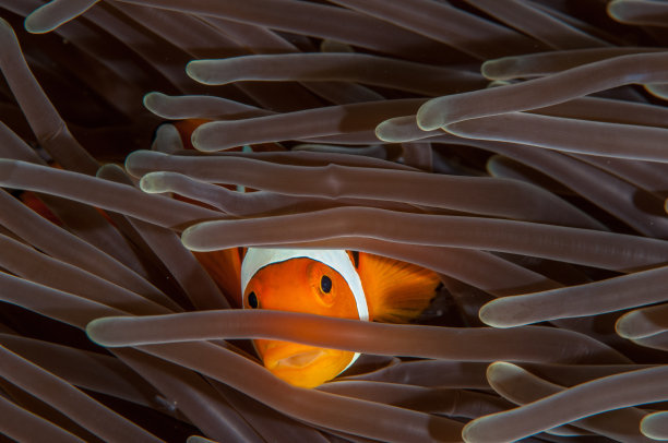 anemonefish