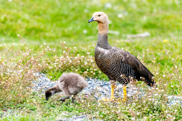 goose