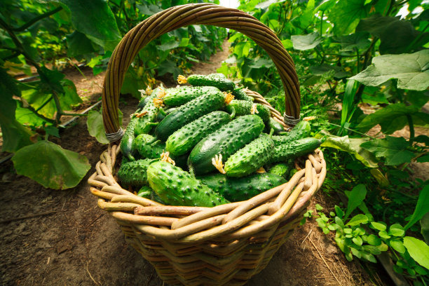 cucumber