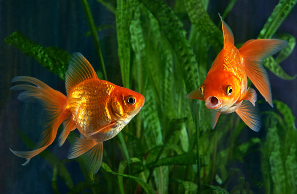 carassius