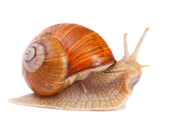 snail