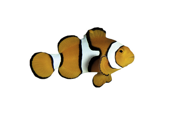 anemonefish