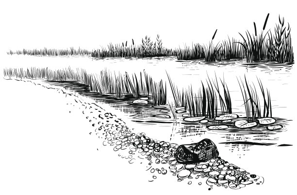 reed