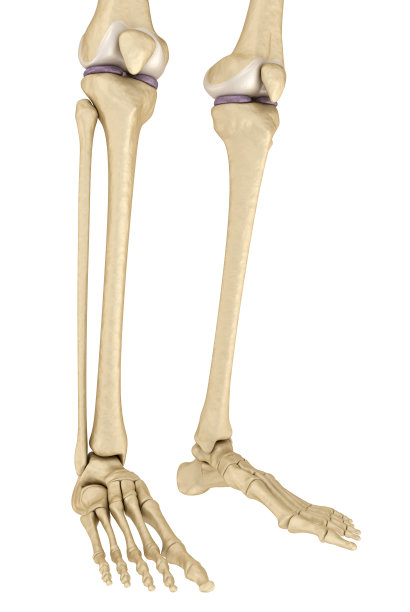 tibia
