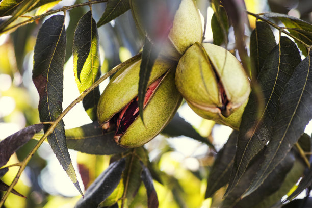 pecan