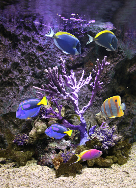 anemonefish
