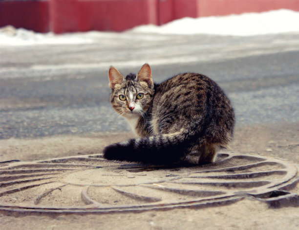 stray