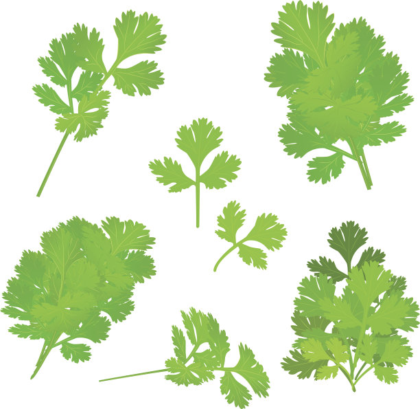 cilantro