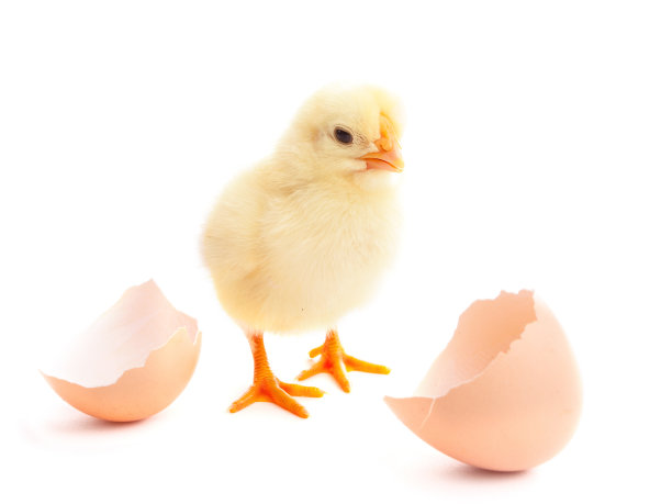 chick