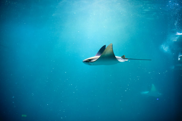 stingray