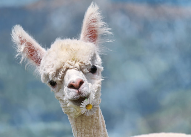 alpaca
