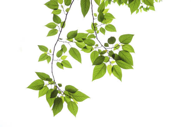 leaves