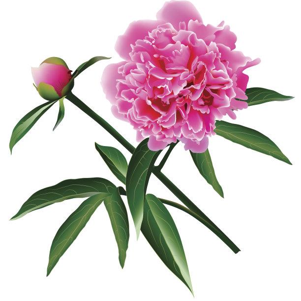 花蕾,花头,仅一朵花