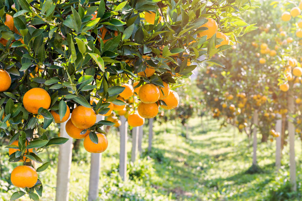 orchard